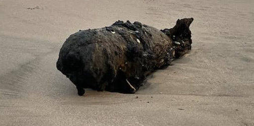 Inert World War II-era bomb washes up on Santa Cruz beach